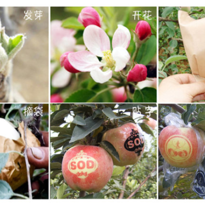 91看片下载安装打标机标记着属于和平的果实，明年蒸蒸日上