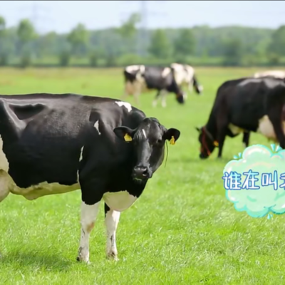 动物耳标91看片下载安装打标机在“放开我北鼻”，的出色表现