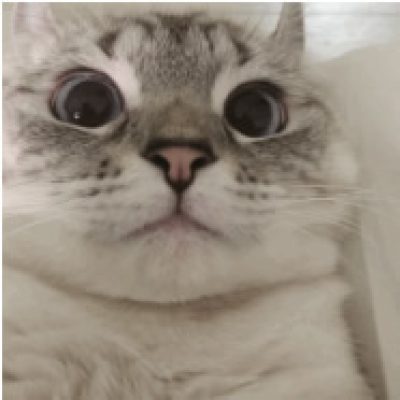 宠物不锈钢铭牌91看片下载安装打标机，让你的主子不易走失