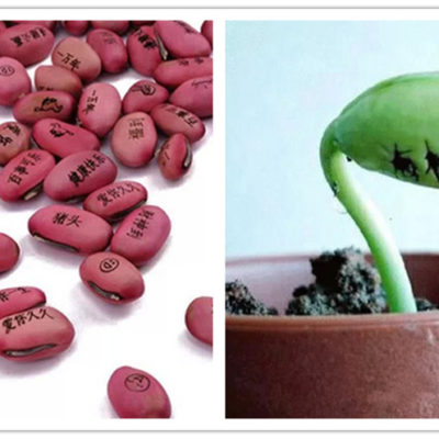 魔豆，我的愿望可以像花一样绽放吗？